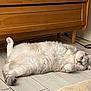 cat, fluffy, indoor, wooden_floor, relaxed, sleepy, pet, animal, furniture, paw, lying_down, cozy, home, cute, resting, domestic_cat, floor, raised_paw, whiskers, ears