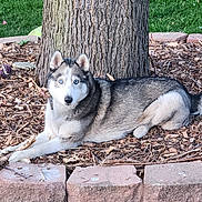 Hera joined the competition — help win amazing prizes! dog, husky, blue_eyes, tree, wood_chips, garden_bed, stone_edging, grass, outdoor, pet, animal, laying_down, toys, nature, fur, canine, daylight, relaxed, muzzle, ears