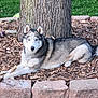 dog, husky, blue_eyes, tree, wood_chips, garden_bed, stone_edging, grass, outdoor, pet, animal, laying_down, toys, nature, fur, canine, daylight, relaxed, muzzle, ears
