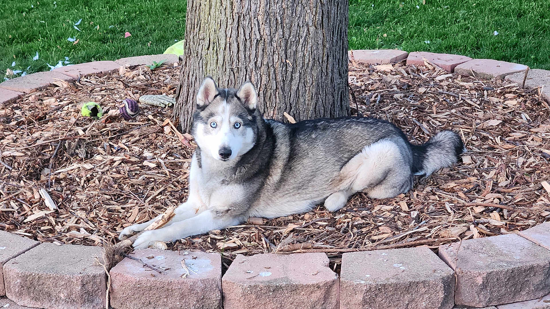 Hera