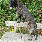 Uta a rejoint le concours — aidez-le/la à gagner de superbes lots ! dog, black_brindle, bench, leash, outdoor, greenery, grass, plants, nature, canine, pet, playful, tongue_out, standing, animal, park, daylight, fur, ears_up, side_view