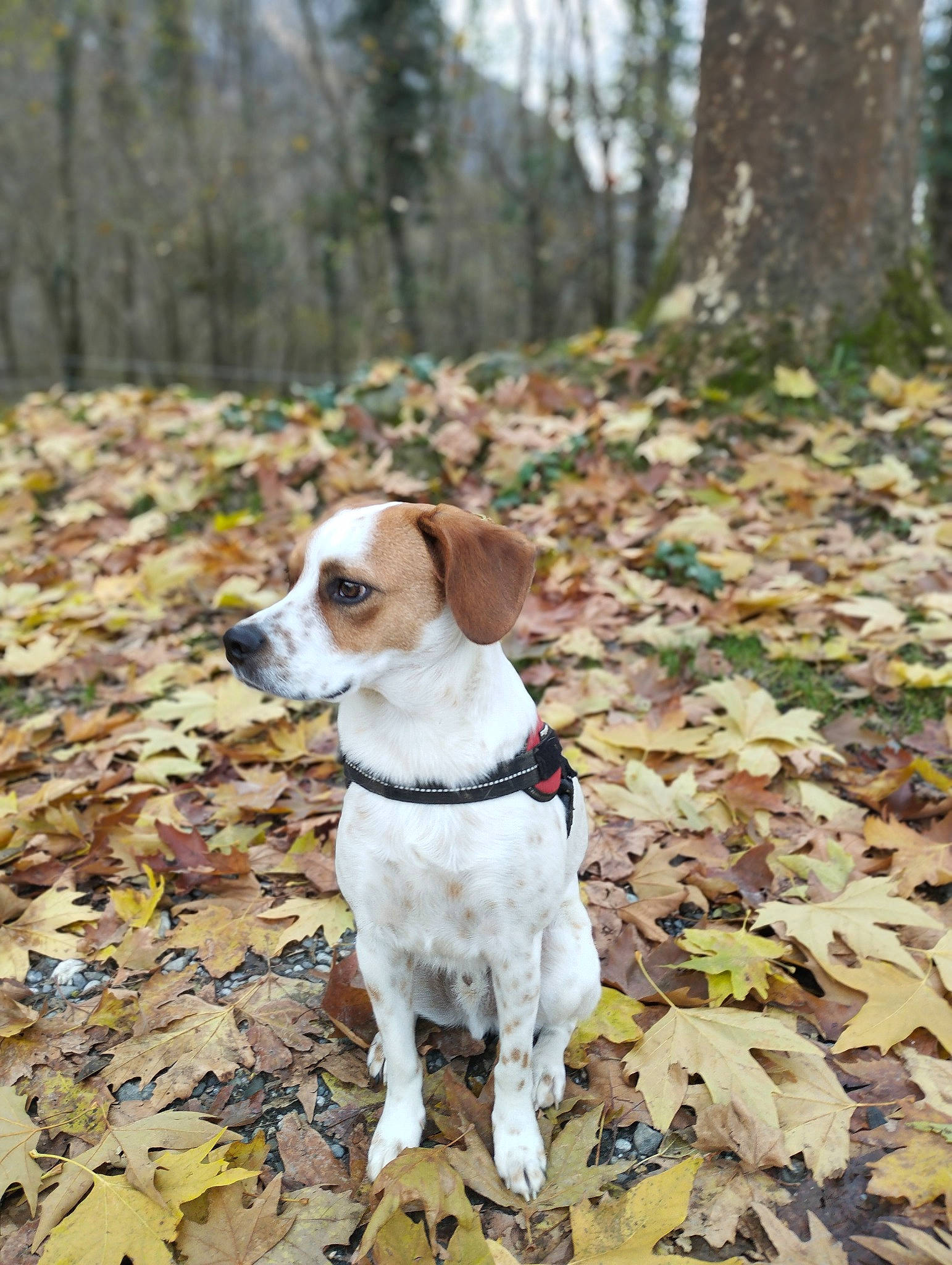 Saïko a rejoint le concours — aidez-le/la à gagner de superbes lots ! autumn, canidae, carnivore, collar, companion_dog, deciduous, dog, dog_breed, dog_supply, fawn, forest, hound, irishjacks, plant, snout, sporting_group, tail, tree, wood, woodland