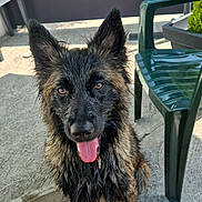 Mia participe au concours pour gagner de l'argent avec cette photo : animal, black, brown, canine, collar, concrete, dog, ears, fur, happy, looking, outdoor, pet, plastic_chair, playful, sitting, sunlight, tongue, water_bowl, wet