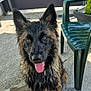 animal, black, brown, canine, collar, concrete, dog, ears, fur, happy, looking, outdoor, pet, plastic_chair, playful, sitting, sunlight, tongue, water_bowl, wet