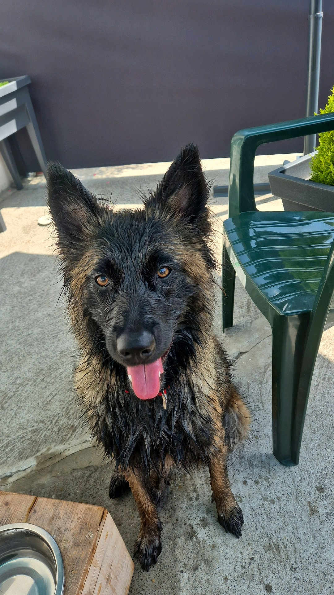 Mia participe au concours pour gagner de l'argent avec cette photo : animal, black, brown, canine, collar, concrete, dog, ears, fur, happy, looking, outdoor, pet, plastic_chair, playful, sitting, sunlight, tongue, water_bowl, wet