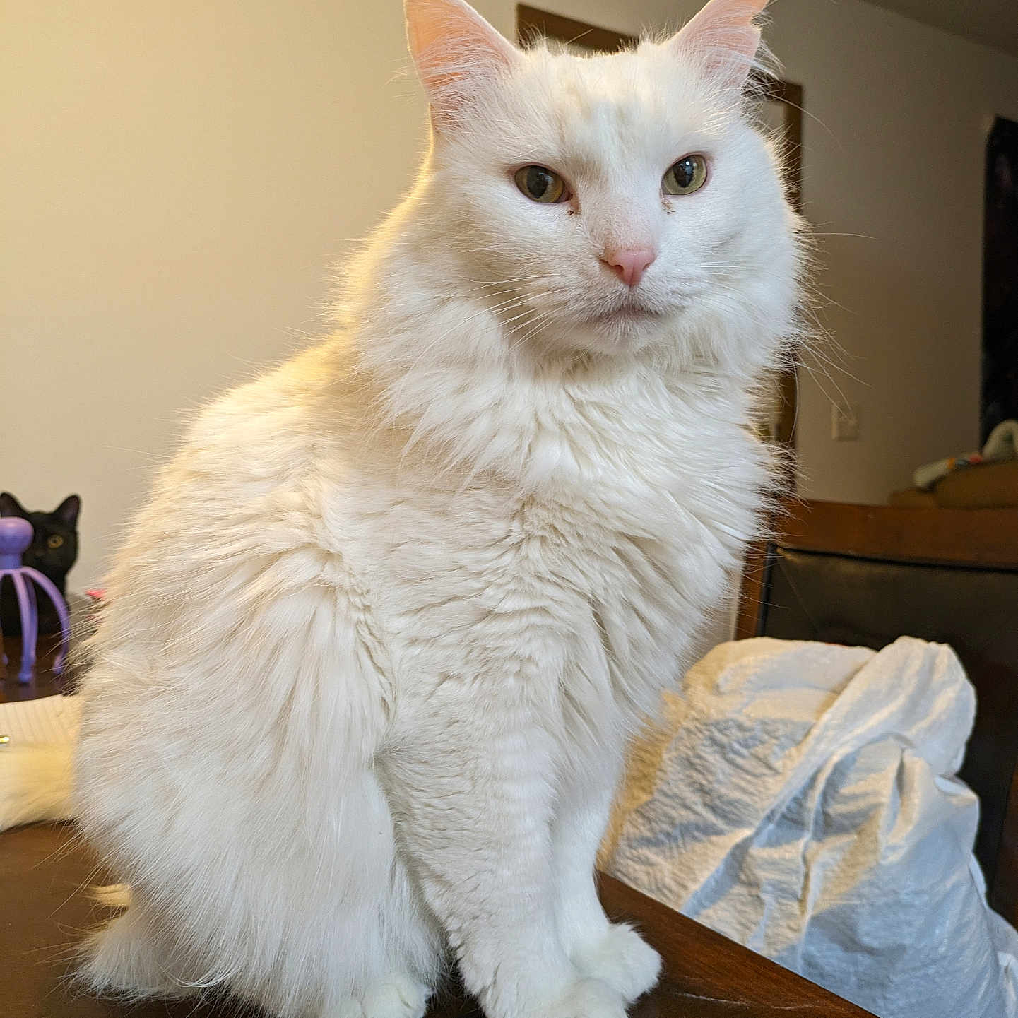 Snowball joined the competition — help win amazing prizes! abyssinian, angora, animal, bag, cat, couch, furniture, hardwood, indoors, kitten, laundry, manx, pet, plastic, plasticbag, plywood, shelf, siamese, towel, wood