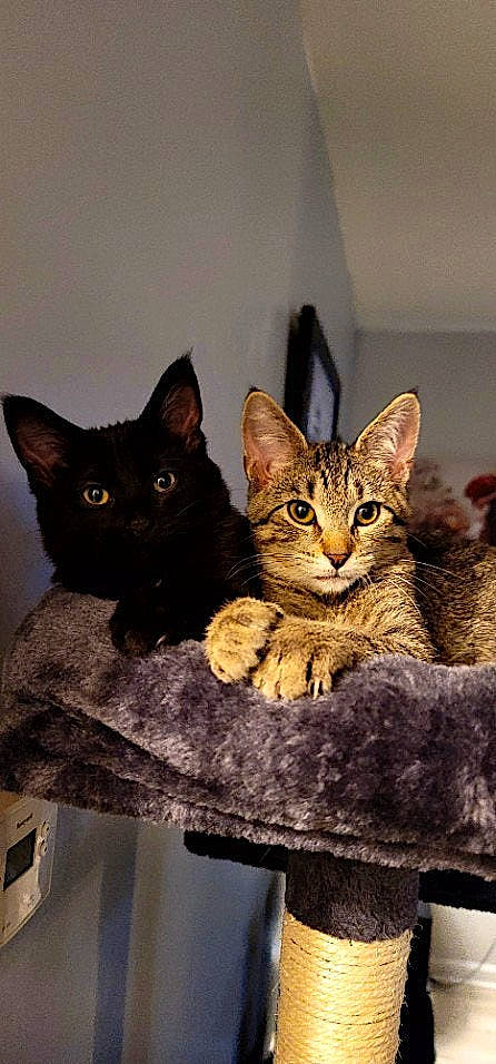 Loki is registered to the contest to win money with this photo: carnivore, cat, cat_bed, cat_supply, domestic_short_haired_cat, felidae, fur, small_to_medium_sized_cats, snout, whiskers