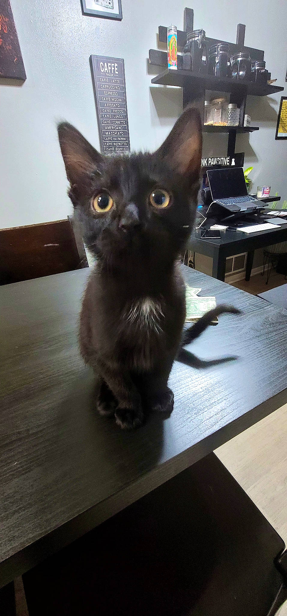 Loki is registered to the contest to win money with this photo: black_cat, carnivore, cat, claw, computer_keyboard, desk, domestic_short_haired_cat, felidae, flooring, fur, hardwood, office_equipment, office_supplies, paw, small_to_medium_sized_cats, snout, table, tail, whiskers, wood