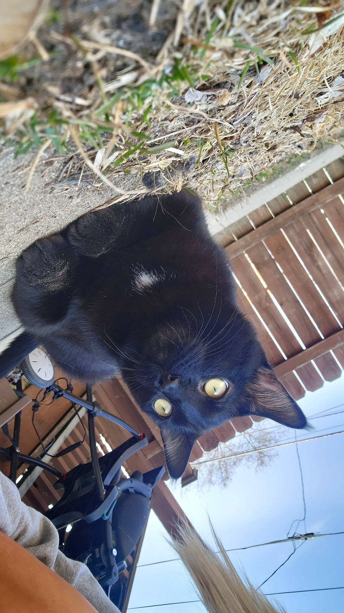 Loki is registered to the contest to win money with this photo: bicycle, black_cat, carnivore, cat, claw, domestic_short_haired_cat, felidae, foot, fur, grass, plant, small_to_medium_sized_cats, snout, tail, terrestrial_animal, tire, tree, twig, whiskers, window