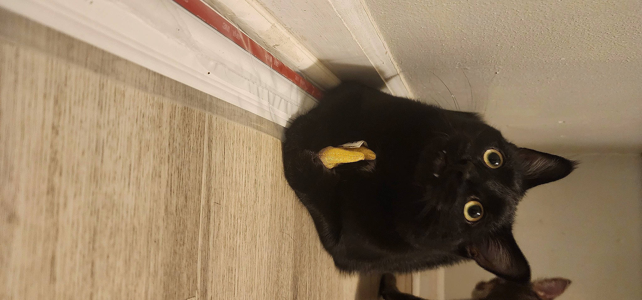 Loki joined the competition — help win amazing prizes! black_cat, bombay, carnivore, cat, claw, domestic_short_haired_cat, eye, felidae, flooring, fur, hardwood, small_to_medium_sized_cats, snout, tail, terrestrial_animal, whiskers, window, wood