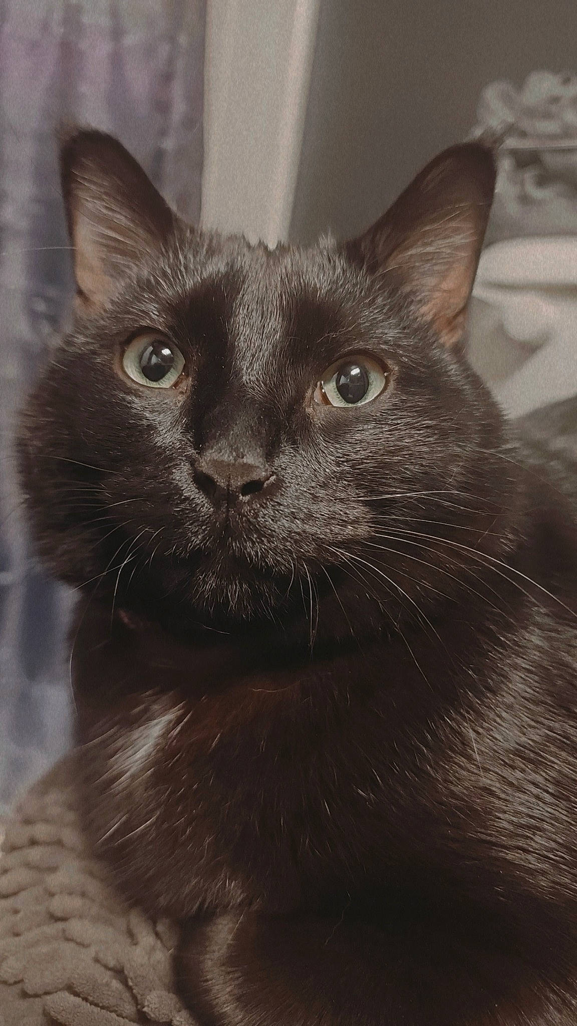 Loki is registered to the contest to win money with this photo: black_cat, carnivore, cat, domestic_short_haired_cat, felidae, fur, grey, iris, monochrome_photography, small_to_medium_sized_cats, snout, terrestrial_animal, whiskers