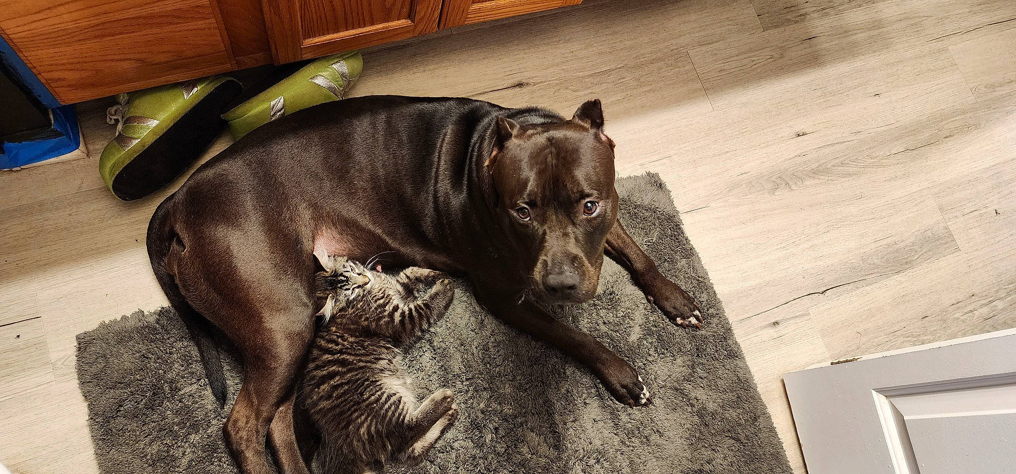 Dulce is registered to the contest to win money with this photo: canidae, carnivore, collar, companion_dog, dog, dog_breed, dog_supply, door_mat, fawn, flooring, fur, hardwood, liver, snout, sporting_group, tail, terrestrial_animal, whiskers, wood, working_animal