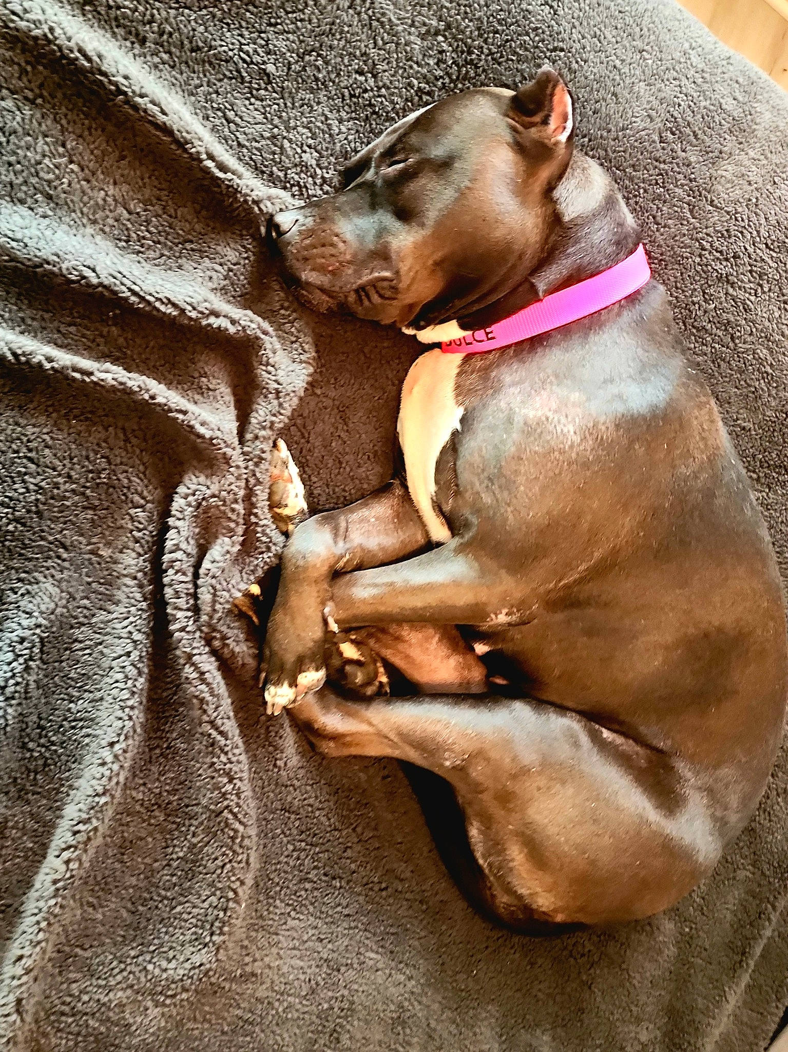 Dulce joined the competition — help win amazing prizes! brown, canidae, carnivore, comfort, companion_dog, dog, dog_breed, dog_supply, ear, fawn, liver, pet_supply, sporting_group, terrestrial_animal, working_animal, wrinkle