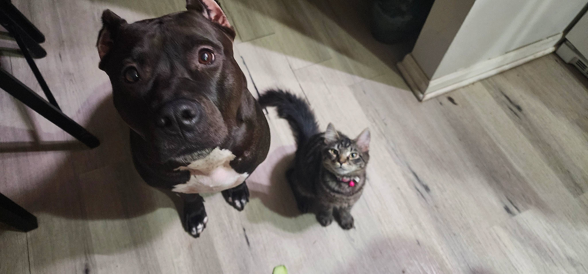 Dulce is registered to the contest to win money with this photo: carnivore, cat, collar, companion_dog, dog, dog_breed, dog_collar, domestic_short_haired_cat, felidae, flooring, fur, hardwood, paw, small_to_medium_sized_cats, snout, tail, whiskers, wood, wood_flooring, working_animal