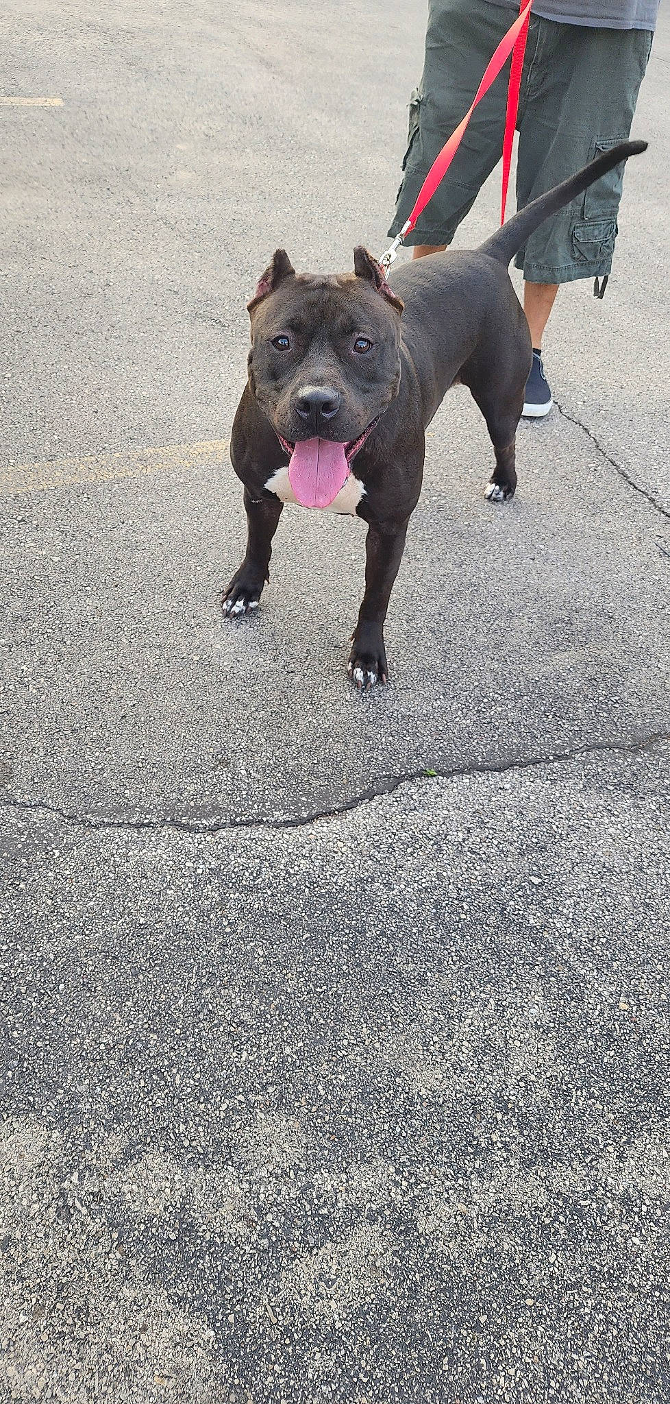 Dulce is registered to the contest to win money with this photo: asphalt, carnivore, collar, companion_dog, dog, dog_breed, dog_collar, fawn, guard_dog, leash, road, road_surface, snout, sporting_group, street, tail, tar, tire, working_animal, working_dog