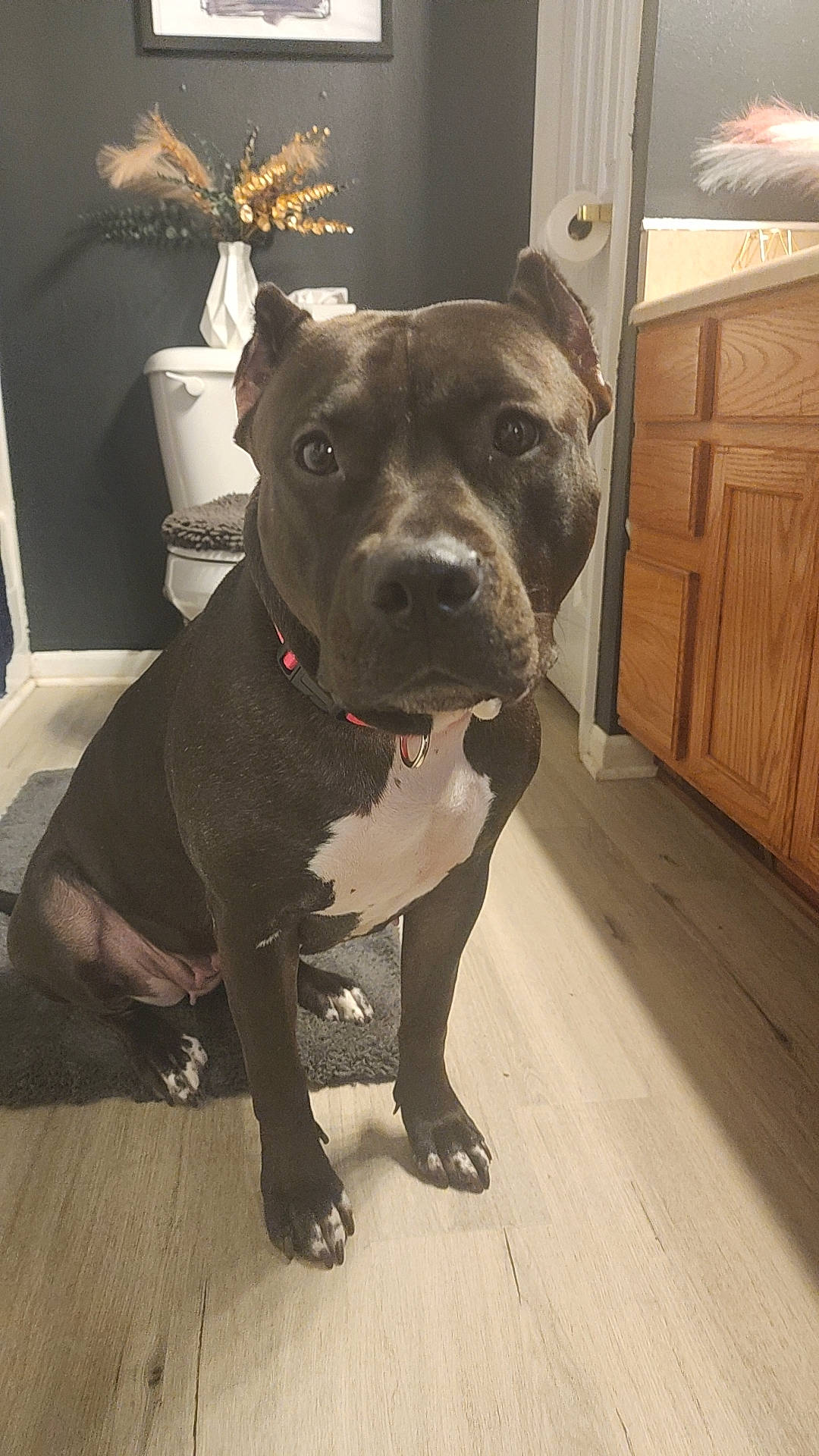 Dulce is registered to the contest to win money with this photo: cabinetry, canidae, carnivore, collar, companion_dog, dog, dog_breed, dog_collar, door, fashion_accessory, fawn, flooring, hardwood, molosser, sporting_group, varnish, whiskers, wood, wood_stain, working_animal