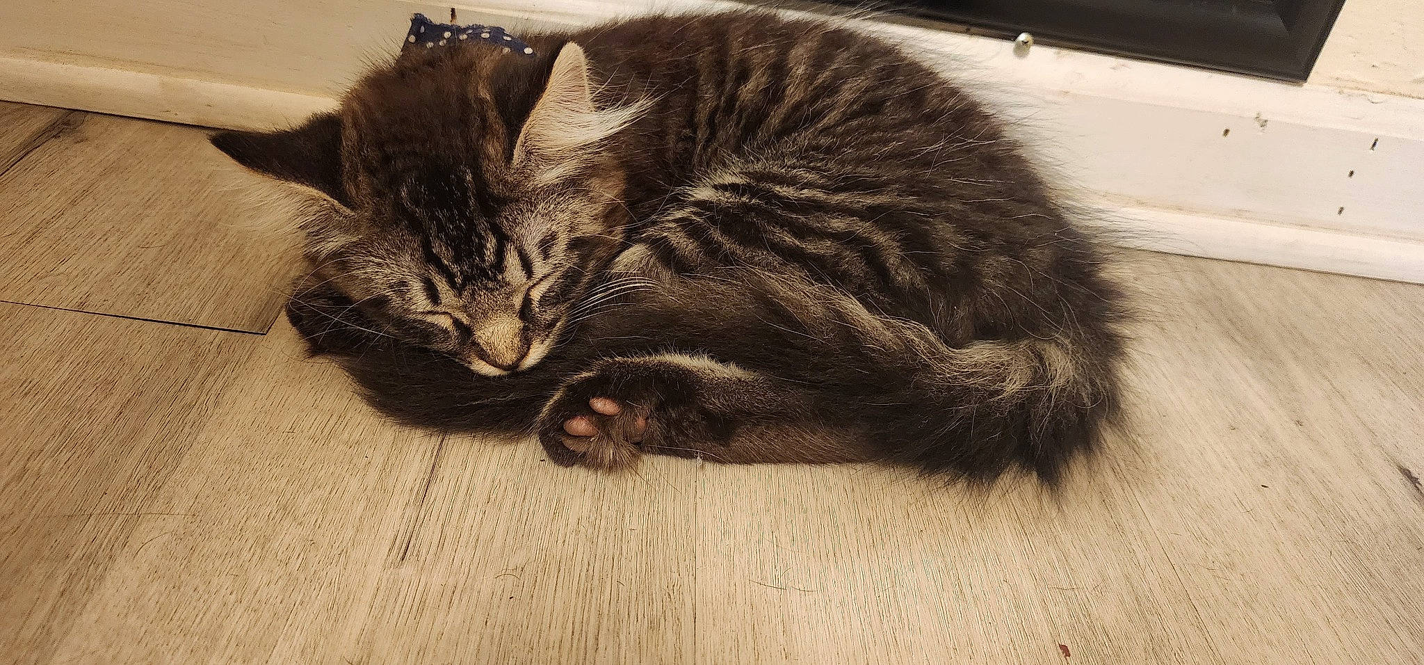 Rocket joined the competition — help win amazing prizes! carnivore, cat, claw, comfort, domestic_short_haired_cat, felidae, flooring, fur, grey, hardwood, nap, paw, sleep, small_to_medium_sized_cats, snout, tail, terrestrial_animal, whiskers, wood, wood_flooring