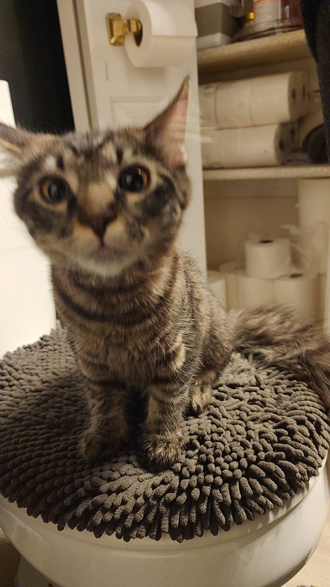 Rocket is registered to the contest to win money with this photo: carnivore, cat, cat_supply, domestic_short_haired_cat, felidae, fur, grey, monochrome, monochrome_photography, paw, photograph, photography, shelf, small_to_medium_sized_cats, snout, tail, whiskers, white