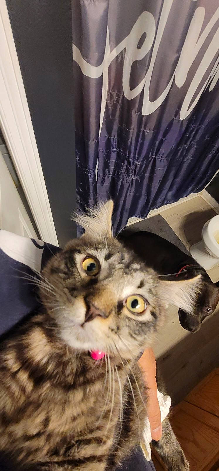 Rocket joined the competition — help win amazing prizes! carnivore, cat, claw, curtain, domestic_short_haired_cat, feather, felidae, fur, room, shelf, small_to_medium_sized_cats, terrestrial_animal, whiskers