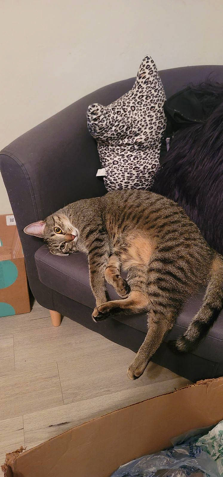 Thanos is registered to the contest to win money with this photo: carnivore, cat, cat_bed, comfort, domestic_short_haired_cat, felidae, flooring, fur, grey, mammal, metal, pattern, paw, room, small_to_medium_sized_cats, tail, terrestrial_animal, vertebrate, whiskers, wood