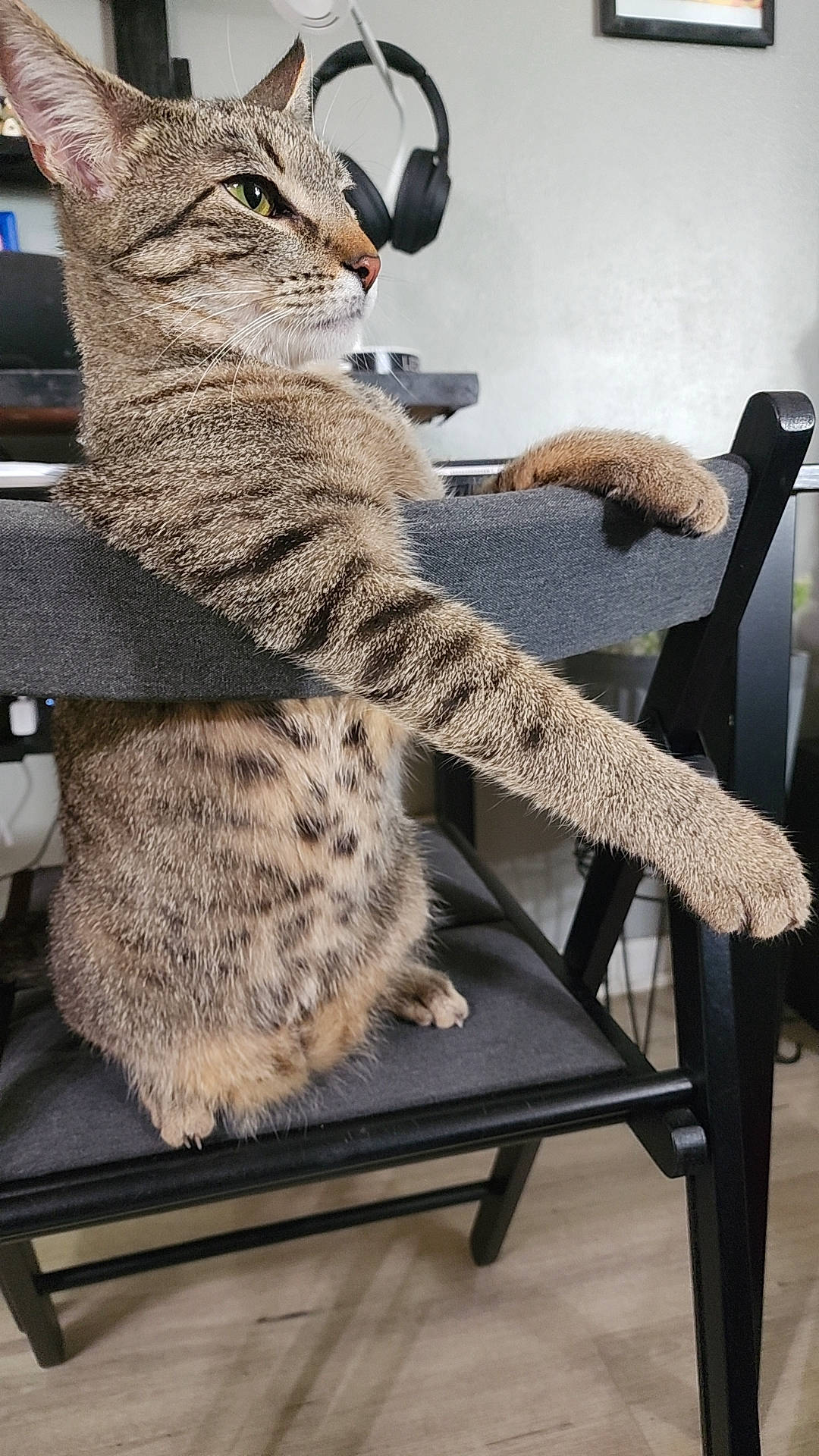 Thanos is registered to the contest to win money with this photo: carnivore, cat, chair, comfort, domestic_short_haired_cat, felidae, flooring, fur, grey, mammal, military_camouflage, pattern, sitting, small_to_medium_sized_cats, snout, tail, terrestrial_animal, vertebrate, whiskers, wool