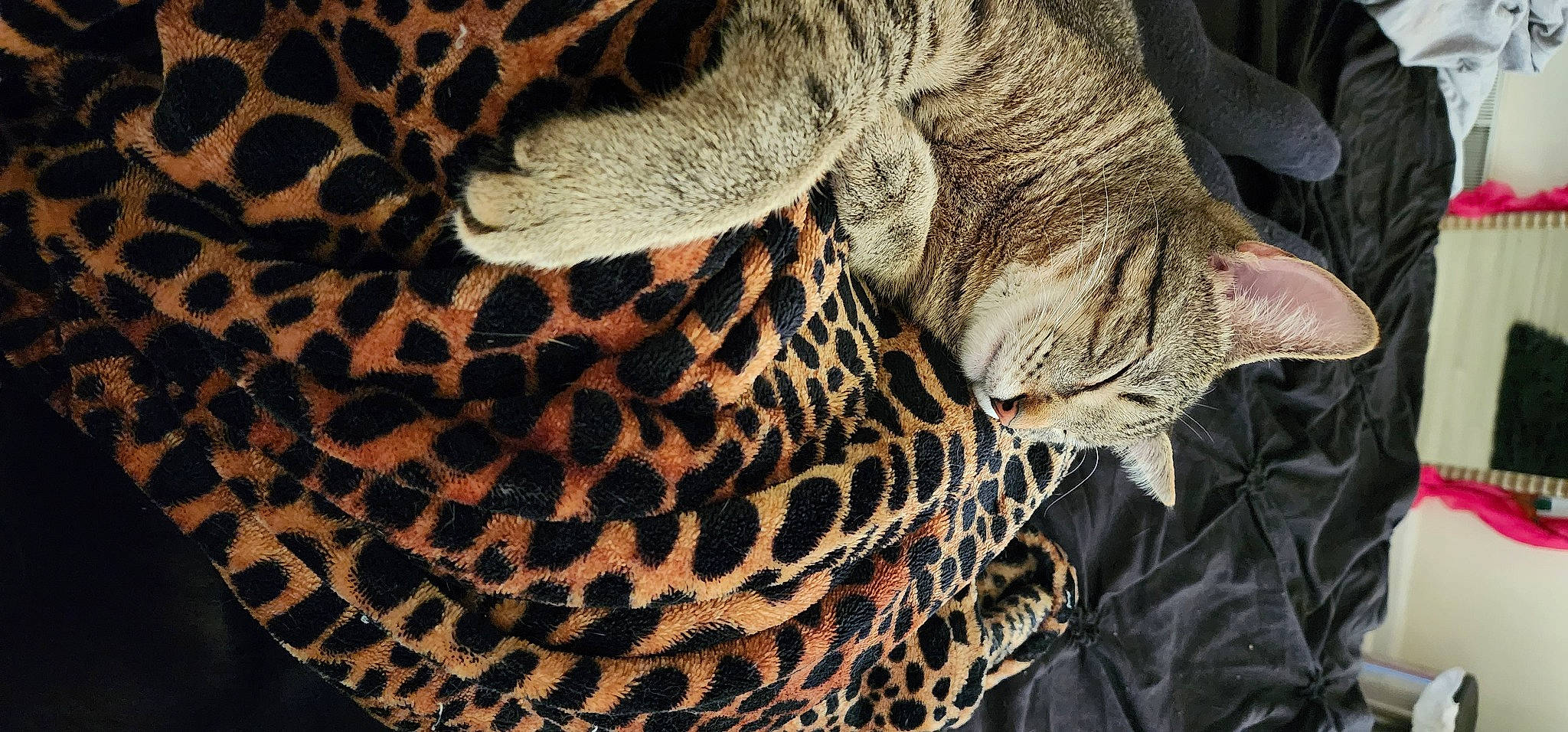 Thanos joined the competition — help win amazing prizes! african_leopard, big_cats, carnivore, close_up, comfort, fawn, felidae, fur, leopard, mammal, military_camouflage, organism, pattern, small_to_medium_sized_cats, snout, tail, terrestrial_animal, vertebrate, whiskers, wildlife