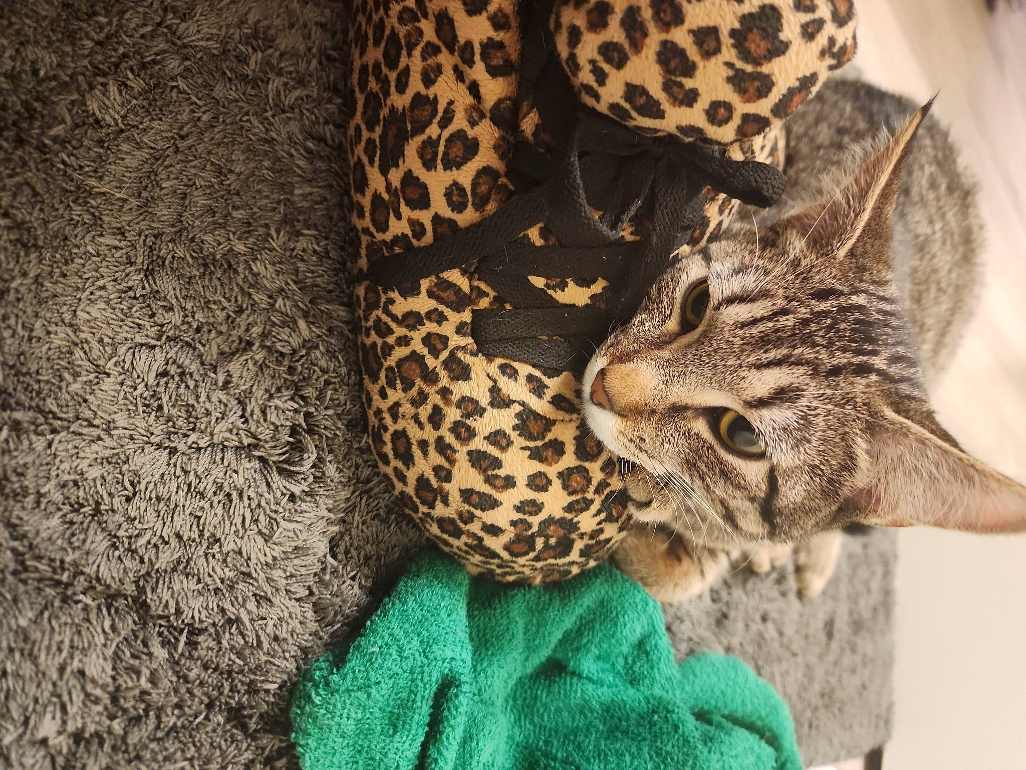 Thanos is registered to the contest to win money with this photo: big_cats, carnivore, cat, claw, domestic_short_haired_cat, electric_blue, felidae, fur, organism, pattern, small_to_medium_sized_cats, snout, tail, terrestrial_animal, whiskers, wildlife