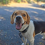 Ranger participe au concours pour gagner de l'argent avec cette photo : dog, beagle, pet, animal, outdoor, happy, tongue_out, leash, collar, smiling, nature, walking, path, fur, ears, closeup, canine, friendly, daylight, playful