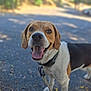 dog, beagle, pet, animal, outdoor, happy, tongue_out, leash, collar, smiling, nature, walking, path, fur, ears, closeup, canine, friendly, daylight, playful