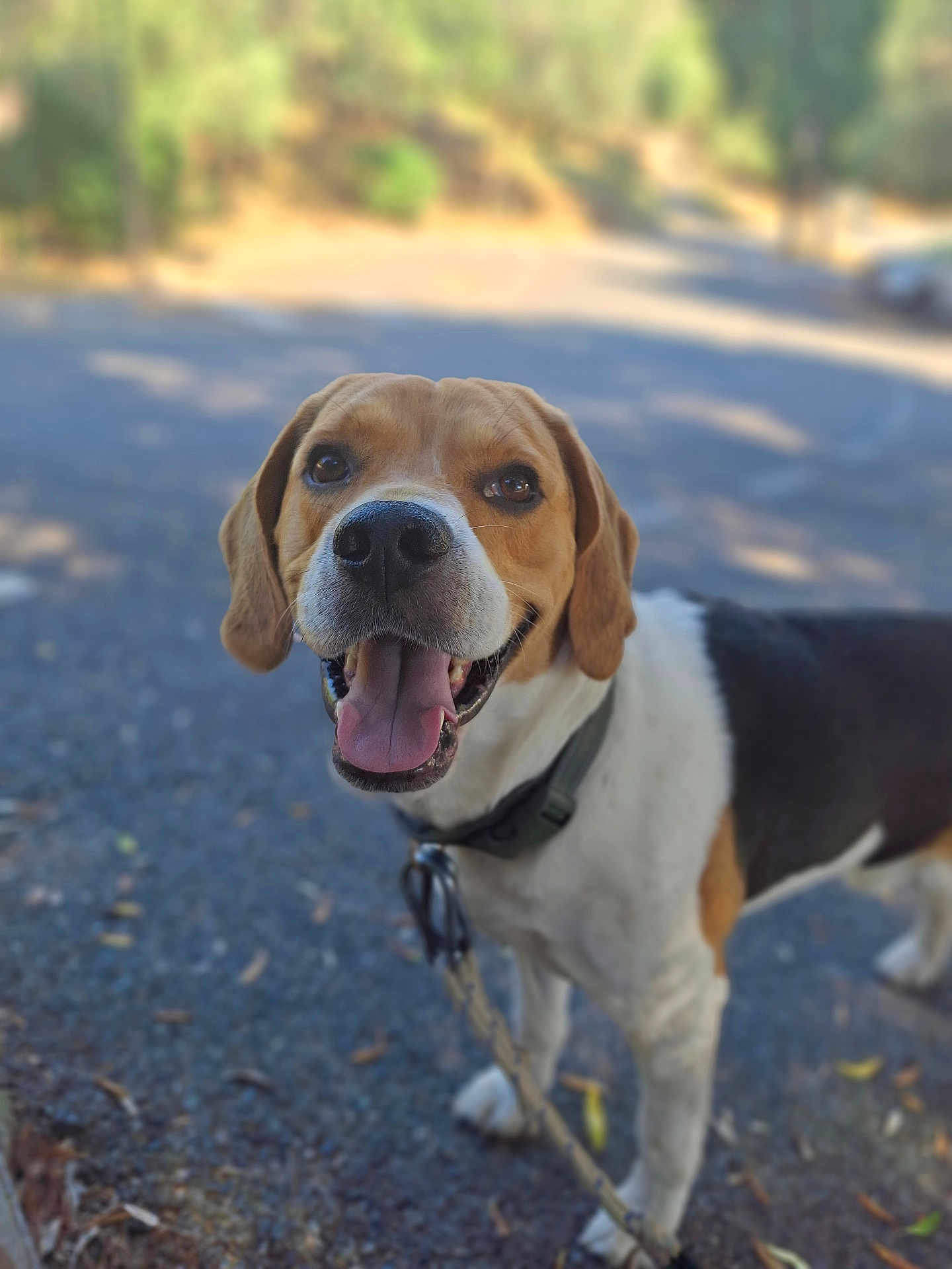 Ranger participe au concours pour gagner de l'argent avec cette photo : dog, beagle, pet, animal, outdoor, happy, tongue_out, leash, collar, smiling, nature, walking, path, fur, ears, closeup, canine, friendly, daylight, playful