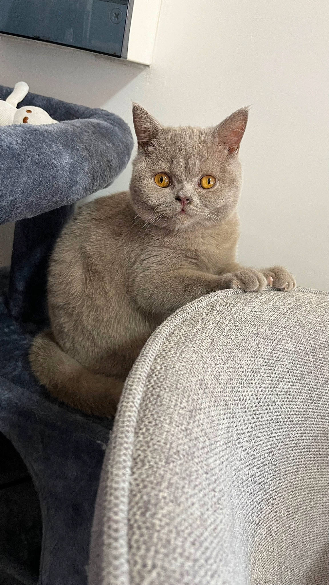 Ulys a rejoint le concours — aidez-le/la à gagner de superbes lots ! carnivore, cat, cat_supply, comfort, domestic_short_haired_cat, felidae, fur, grey, paw, russian_blue, sitting, small_to_medium_sized_cats, snout, tail, whiskers, window