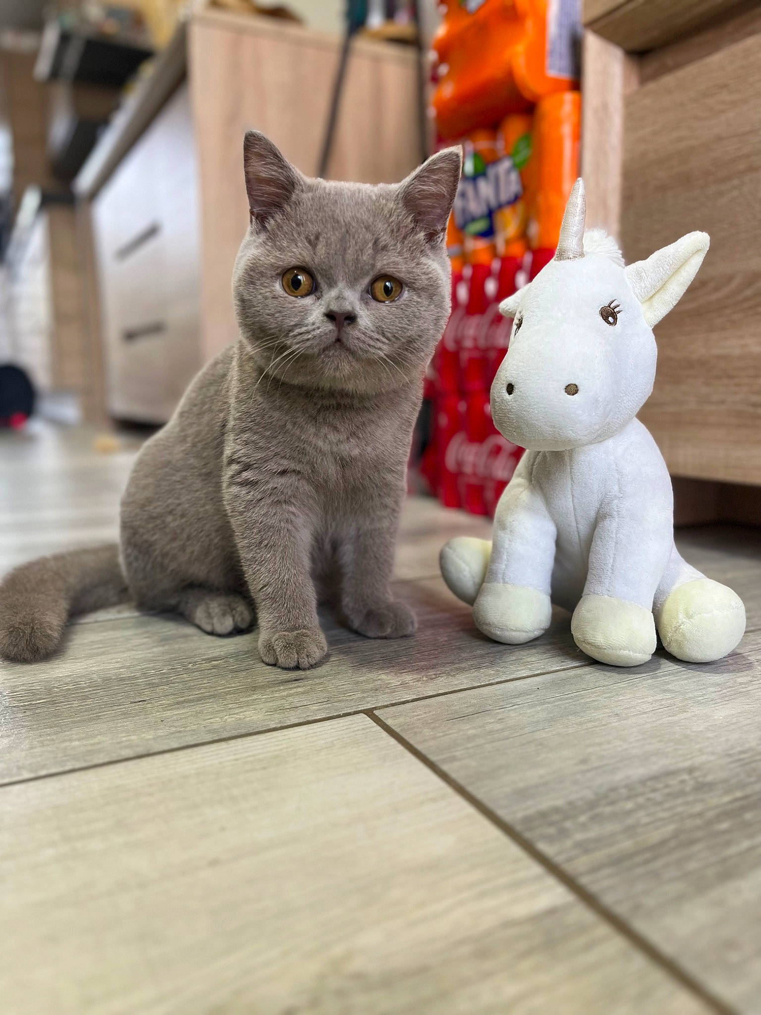 Ulys participe au concours pour gagner de l'argent avec cette photo : art, carmine, carnivore, cat, comfort, domestic_short_haired_cat, fawn, felidae, fur, grey, organism, paw, russian_blue, small_to_medium_sized_cats, snout, tail, toy, whiskers, window, wood