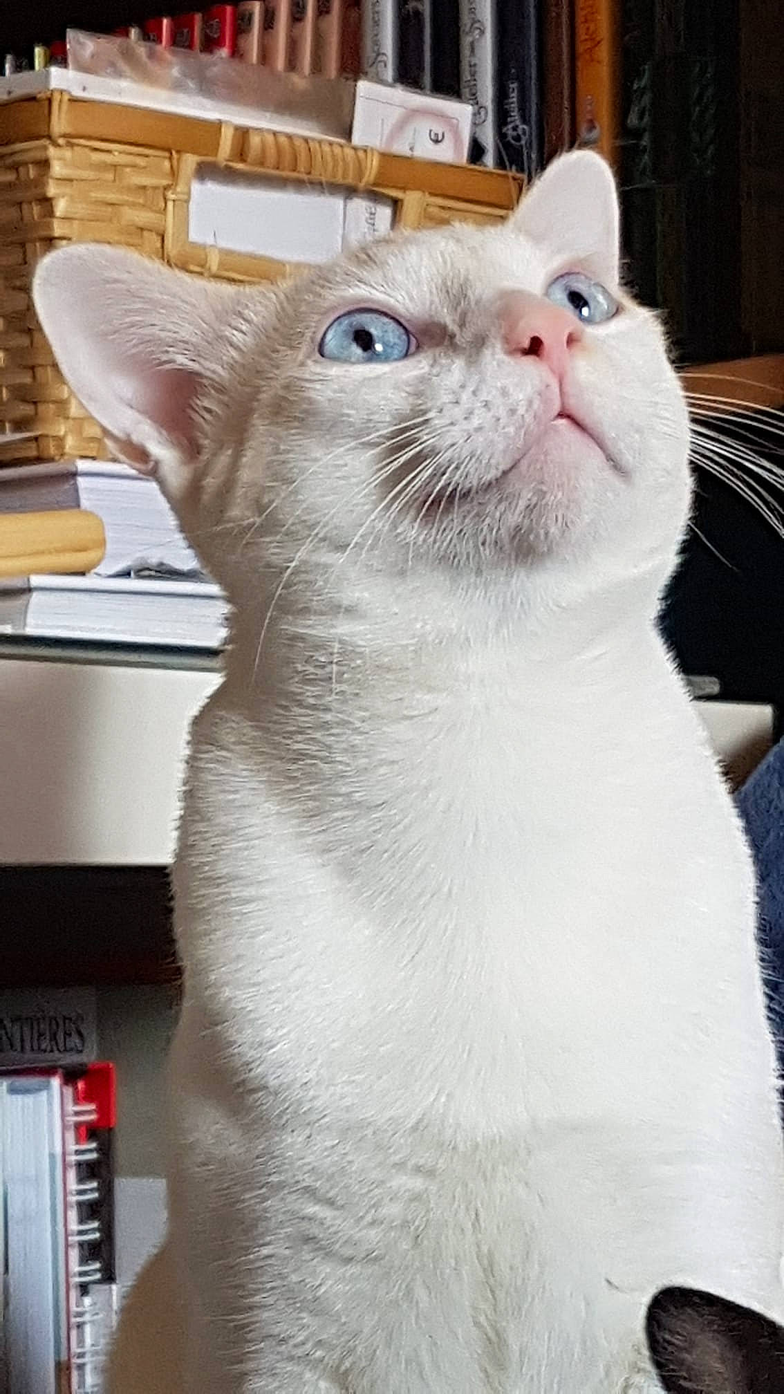 Yué participe au concours pour gagner de l'argent avec cette photo : carnivore, cat, domestic_short_haired_cat, felidae, fixture, fur, pet_supply, small_to_medium_sized_cats, snout, whiskers