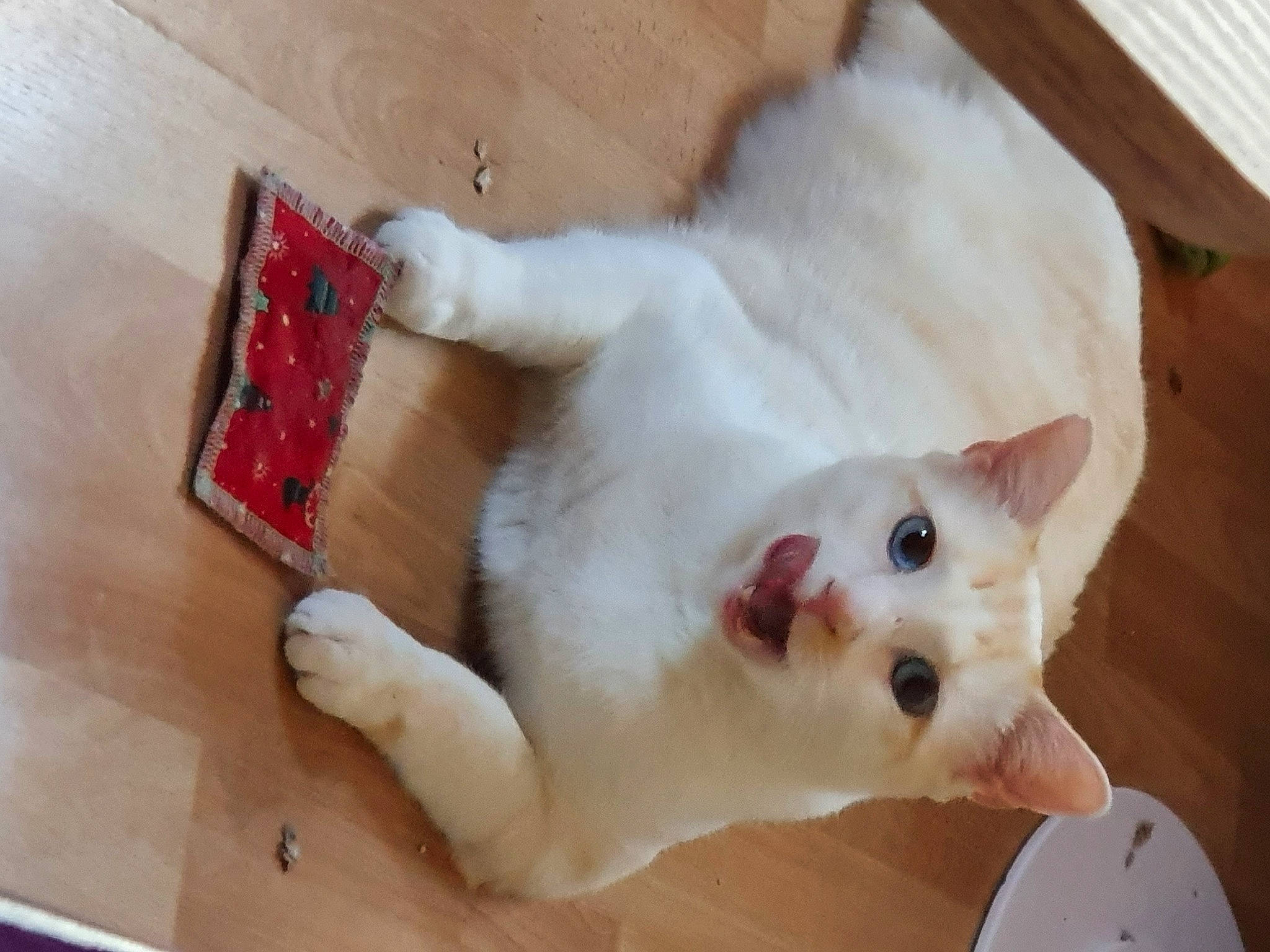 Yué participe au concours pour gagner de l'argent avec cette photo : carnivore, cat, claw, domestic_short_haired_cat, fang, fawn, felidae, flooring, fur, hardwood, paw, small_to_medium_sized_cats, snout, tail, whiskers, wood