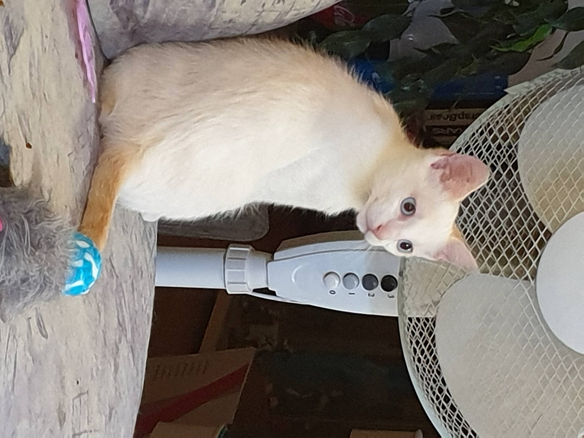 Yué participe au concours pour gagner de l'argent avec cette photo : canidae, carnivore, cat, claw, comfort, companion_dog, dog_breed, domestic_short_haired_cat, fawn, felidae, fur, paw, pet_supply, small_to_medium_sized_cats, tail, whiskers, wood