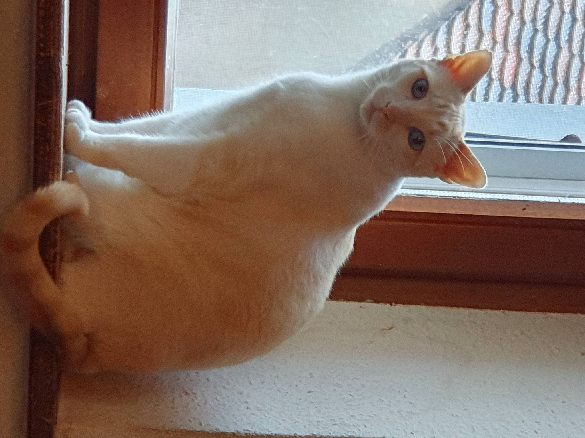 Yué a rejoint le concours — aidez-le/la à gagner de superbes lots ! carnivore, cat, domestic_short_haired_cat, fawn, felidae, flooring, fur, hardwood, small_to_medium_sized_cats, snout, tail, whiskers, wood