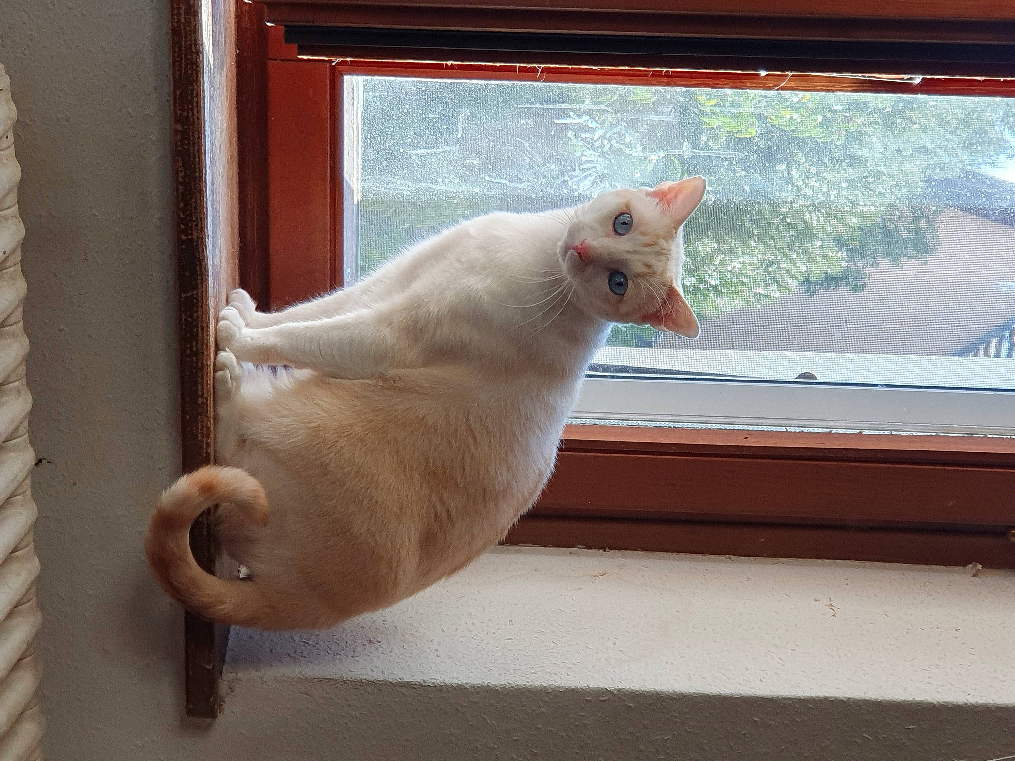 Yué a rejoint le concours — aidez-le/la à gagner de superbes lots ! canidae, carnivore, cat, domestic_short_haired_cat, fawn, felidae, foot, fur, paw, room, small_to_medium_sized_cats, snout, sporting_group, tail, terrestrial_animal, vertebrate, whiskers, window, windshield, wood