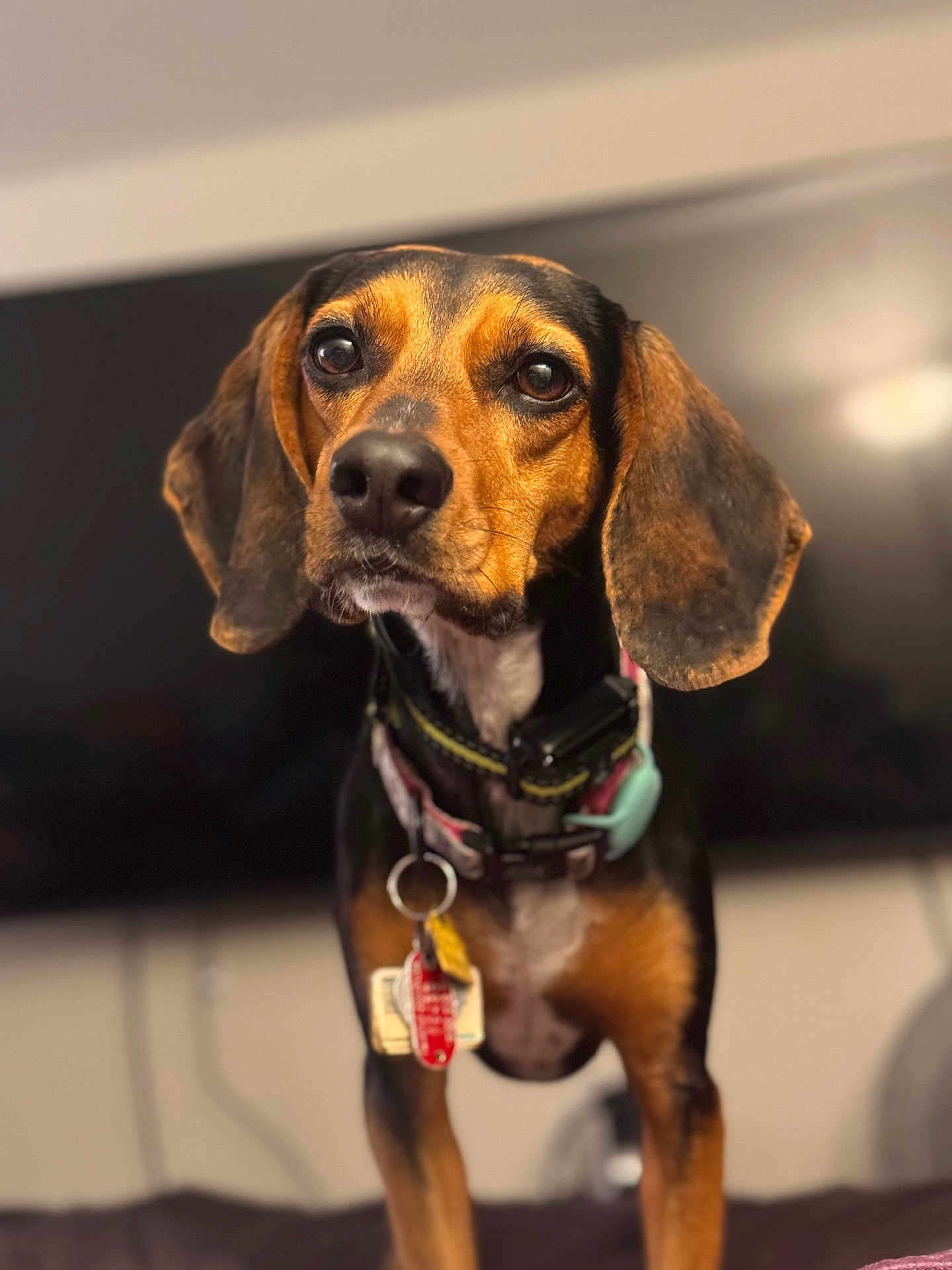 Bella joined the competition — help win amazing prizes! animal, attentive, blurred_background, brown_fur, close_up, collar, cute, dog, domestic, eyes, face, floppy_ears, id_tags, indoor, nose, pet, portrait, shallow_depth_of_field, standing, whiskers
