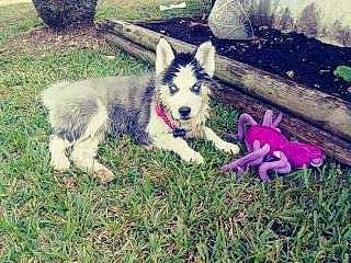 Baby Blue Girl is registered to the contest to win money with this photo: canidae, carnivore, companion_dog, dog, dog_breed, dog_supply, fawn, fur, grass, happy, herding_dog, plant, sled_dog, snout, sporting_group, tail, vehicle, working_animal, working_dog, yard