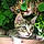 Mowgli