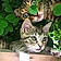 Mowgli