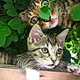 cat, kitten, tabby, green_leaves, nature, outdoor, curious, animal, pet, whiskers, paws, tree, wood, close_up, feline, young_cat, playful, eyes, face, muzzle
