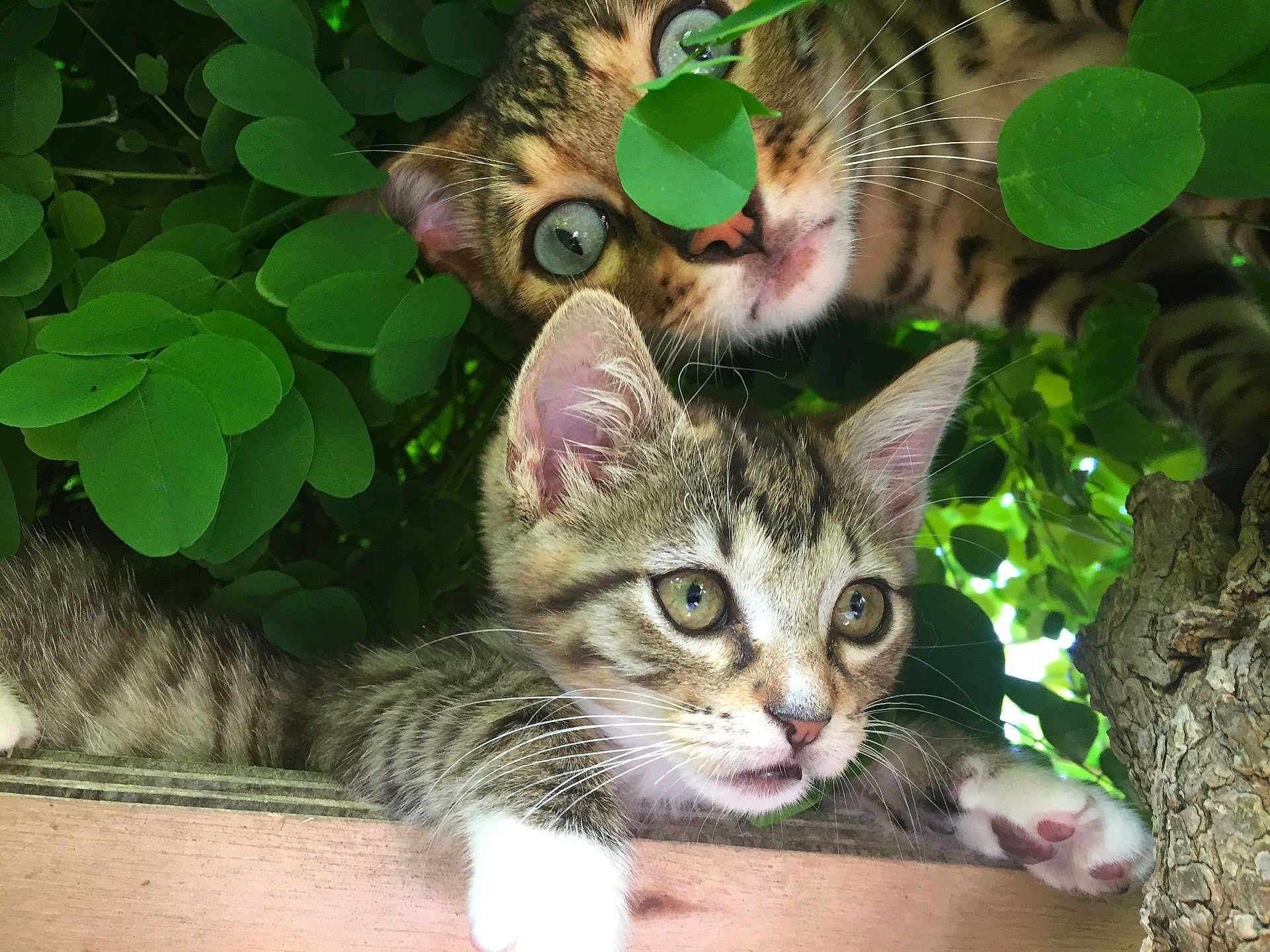 Mowgli