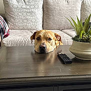 Rocky joined the competition — help win amazing prizes! animal, brown_dog, closeup, couch, decor, dog, furniture, head, home, indoor, living_room, pet, pillow, plant, relaxed, remote_control, resting, table, waiting, wood