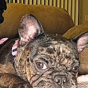 Pebbles is registered to the contest to win money with this photo: dog, french_bulldog, pet, close_up, brindle, collar, indoor, couch, blanket, relaxed, animal, mammal, ears, paw, face, nose, brown, texture, domestic_animal, cute