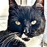 Socks joined the competition — help win amazing prizes! cat, close_up, black_and_white, whiskers, yellow_eyes, face, fur, pet, animal, indoor, portrait, looking, window_light, texture, artistic, serious, ears, muzzle, nose