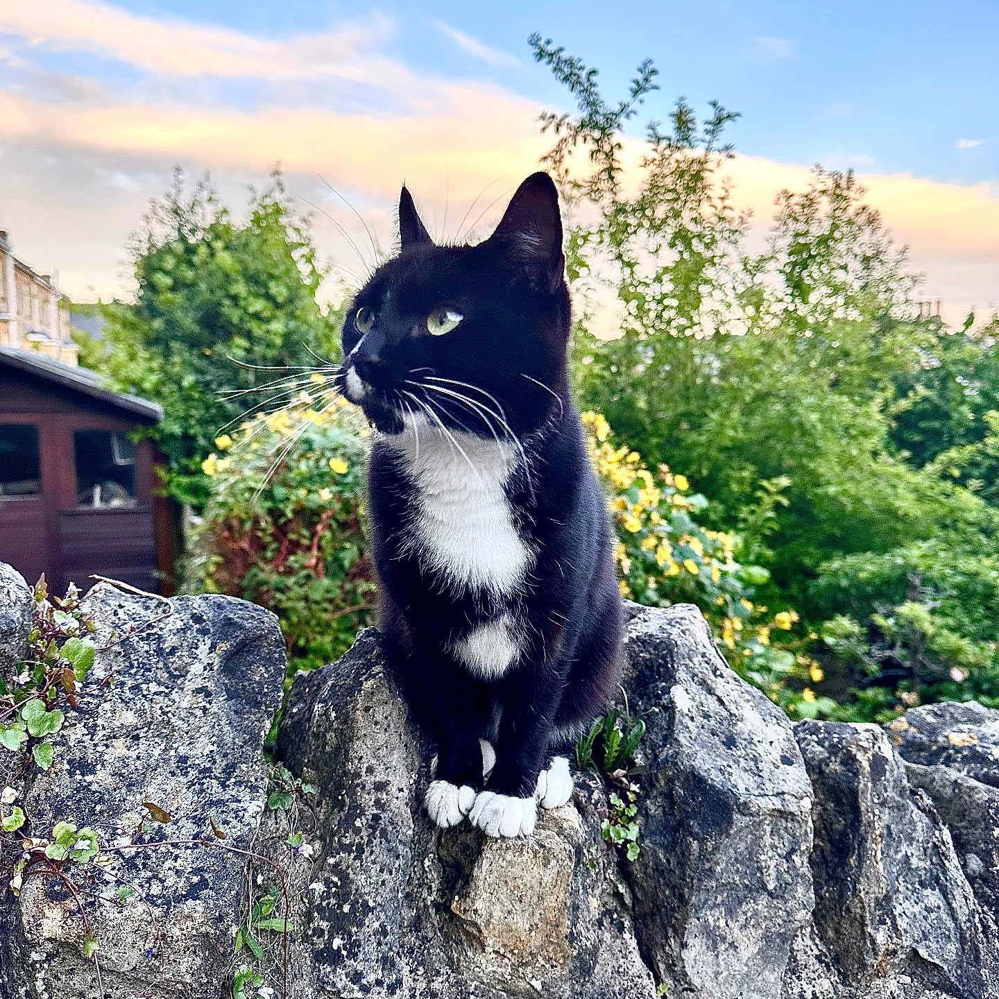 Socks is registered to the contest to win money with this photo: cat, black_and_white, animal, pet, outdoor, nature, stone_wall, greenery, trees, sky, sunset, whiskers, fur, paws, rock, garden, peaceful, serene, daytime, mammal