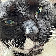Socks is registered to the contest to win money with this photo: cat, close_up, black_and_white, whiskers, green_eyes, fur, nose, pet, animal, mammal, face, portrait, indoor, cute, feline, domestic_cat, whisker_detail, eye_detail, soft_texture, animal_face