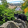 Socks is registered to the contest to win money with this photo: cat, black_and_white, stone_wall, greenery, trees, houses, street, cars, overcast_sky, clouds, urban, nature, outdoor, pets, animal, curious, quiet, residential_area, daytime, closeup