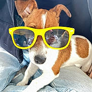 Mila a rejoint le concours — aidez-le/la à gagner de superbes lots ! animal, brown_and_white, casual, closeup, companion, cute, denim, dog, fashion, funny, human_reflection, indoor, lap, pet, portrait, reflection, relaxed, small_dog, sunglasses, yellow_glasses